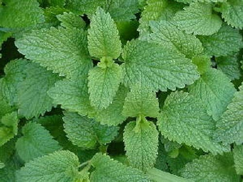 Lemon Balm - Great Tea Plant - Mint Family - Live Plant 3.5 Pot