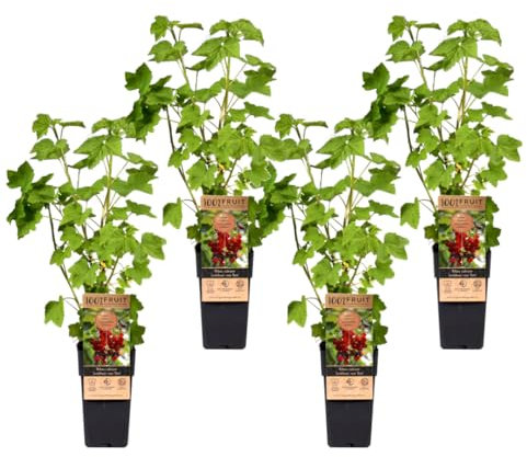 Plant in a Box - Ribes Rubrum - Set of 2 - Jonkheer Van Tets Redcurrant - Height 50-60cm - Bright Red Berries - Pot 15cm