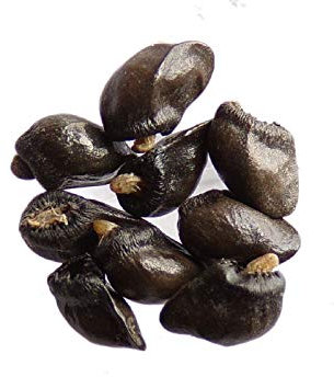 20 Semillas - 2 Bolsas: Consuelda - Symphytum Officinale - Consuelda - (Abonos verdes - abono verde