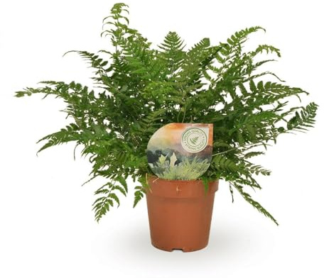 Helecho Polystichum Tsussimense Athyrium, Interior, Verde, 12cm, Alto 30cm