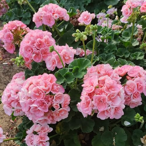 semi di geranio resistenti, balcone di decorazione da giardino per aiuola rialzata 50pcs