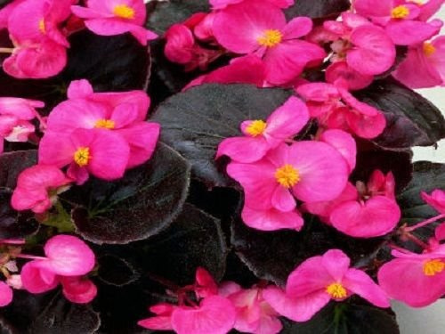 50 pellettato begonia semi cioccolatini ros vax begonia semi