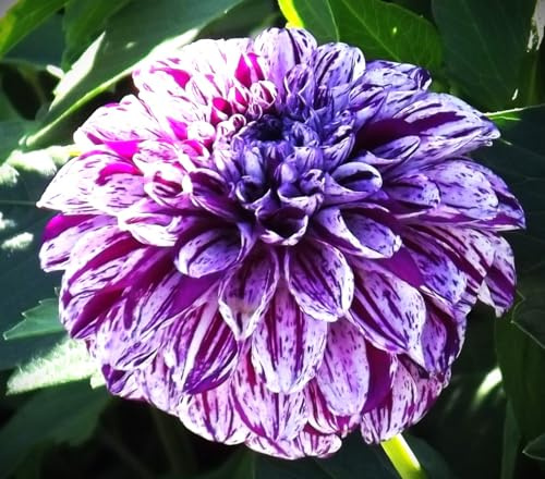 Ausverkauf Dahlienknolle : Dahlia - Dahlie Dekodahlie  Prince Vailiant  1 Knolle/Rhizom