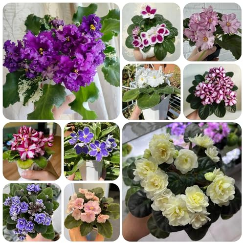 usambaraveilchensamen, wohnzimmer deko usambaraveilchen, gartenblumen, zimmerpflanzen blumenwiese mehrjährig, herbst deko 15pcs
