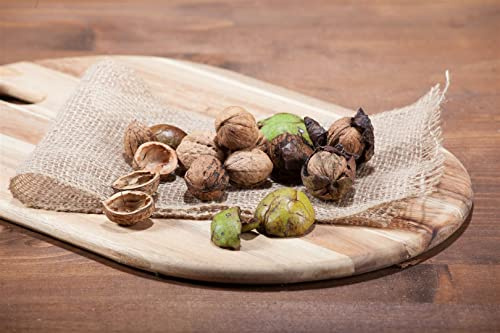 Juglans regia 125–150 cm – Winterhart, Mehrjährig, Pflegeleicht – Walnussbaum – Obstbaum für Garten & Ernte