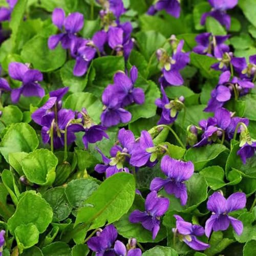 Duftveilchen - pflanzensamen gewächshaus balkon winterharte kübelpflanzen Duftveilchen winterhart blumenwiese zimmerpflanze blumendeko wiesenblumen exotische 650samen