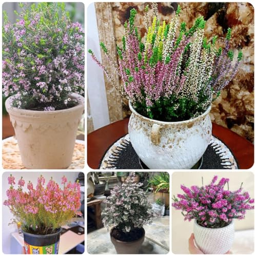 heidekraut, kräuterpflanzen schnittblumen heidekraut für sonnige plätze topfpflanzen draußen winterhart blumensamen mehrjährig winterhart 250samen