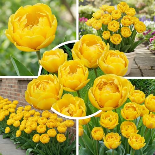 FLORIUM Tulpenzwiebeln Winterhart Mehrjährig Doppelte | Yellow Magic | 20 Blumenzwiebeln | Echte Pflanzen aus Holland | Tulpen zwiebeln für Garten und Balkon