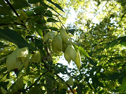 Amerikanische Pimpernuss Staphylea trifolia 20 Samen