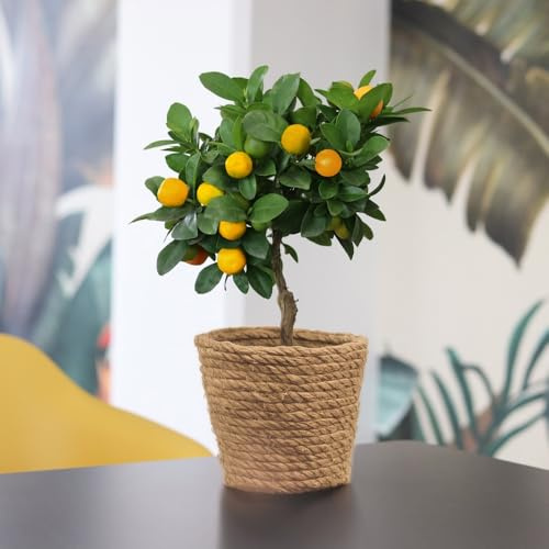 Fleurs et Délices - Plante Calamondin - Plante d'intérieur - Sans cache-pot - Oranger d'intérieur - Fabrication Française Artisanale de Qualité - Cadeau à Offrir Anniversaire