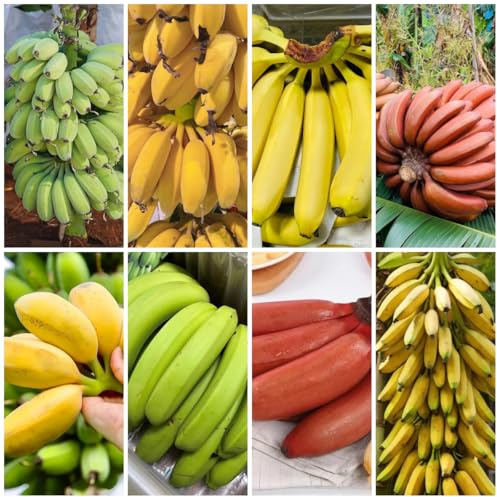 semi di banana - banana - sementi biologiche, sementi di antiche varietà di banano, esotiche resistenti, 90pcs