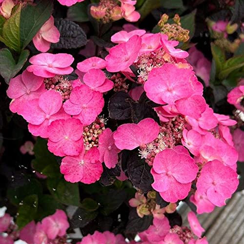 Hydrangea Daredevil | Hardy Pink Flowering Perennial Outdoor Plant in 9cm Pot | Garden Shrub with Showy Flowers | Garden Ready Plants