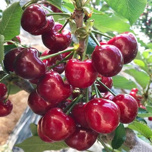 semillas resistentes del cerezo, orgánicas para balcón de variedades antiguas de columnares para jardín 120pcs