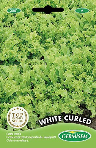 Germisem graines Chicorée à couper Endivette toujours blanche WHITE CURLED