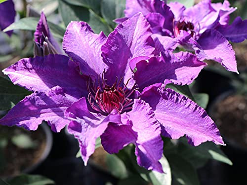 Clematis Marie Louise Jensen - Live Plant in a 4 Inch Growers Pot - Clematis 'Marie Louise Jensen' - Starter Plants Ready for The Garden - Beautiful Purple Blue Flowering Vine