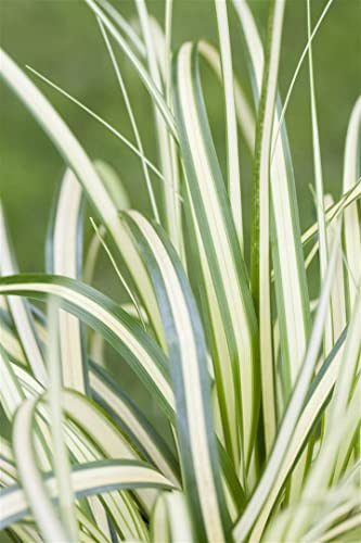 Carex oshimensis 'Evergold' Topf 9cm – Winterhart, Immergrün, Pflegeleicht – Japan-Segge – Ziergras für Beet & Kübel