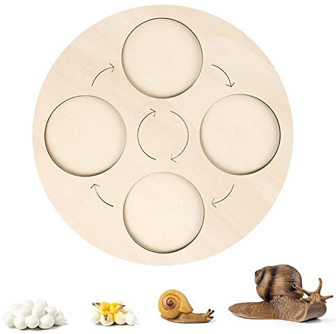 Lebensdauer Zyklus Figuren von Schnecken,Biologie Wissenschaft Modell Spielzeug mit Holz Lebenszyklus Brett Simulation Tierwachstumszyklus Modell Tierfiguren Spielzeug für Kinder Jungen Mädchen