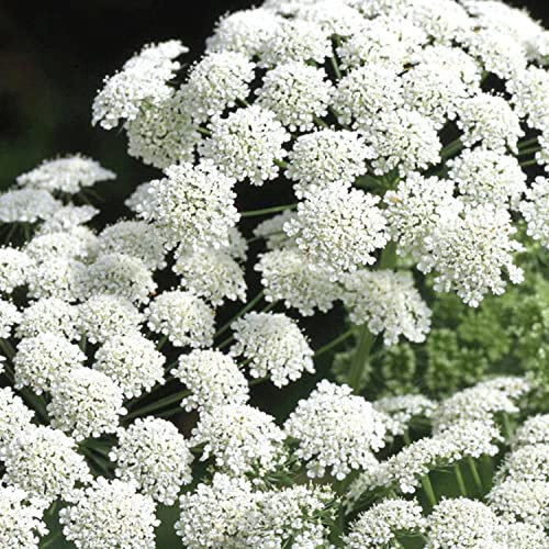 Welldales 100 Giant Ammi Majus Seeds Umbrella Snow Tall White Wild Cut Flower Packets