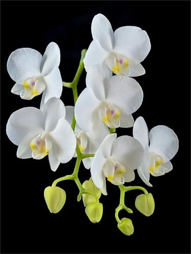 Cymbidium rizomi, esclusivirizomi, interni ideali, rizomi di alta qualità, colibrì orchida, durabilità invernale, rizomi di orchidea cymbidium