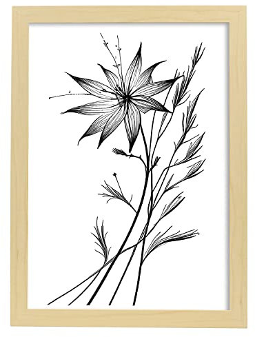 Nacnic Stern von Bethlehem 1 Poster im nordischen Stil. Botanik Illustrationen mit Blumen und Pflanzen in Schwarz und Weiß. Innenarchitektur und Dekoration. A3 Holzrahmen.