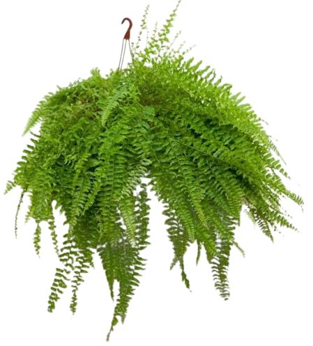 Helecho Colgador Gigante Natural Planta de 50cm en Maceta de 20cm para Interior o Exterior