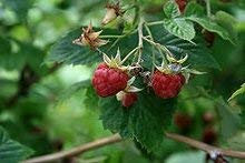 100 Semi di Lampone Rosso IP043 (Rubus idaeus)