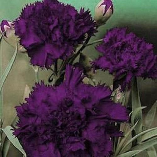 Garofano Re Del Neri Dianthus Grenadin 100 halb