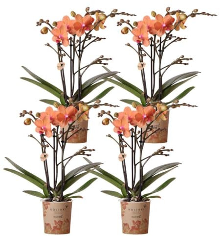 Kolibri Orchids COMBI DEAL von 4 orange Phalaenopsis Orchideen - Bozen - Topfgröße 9cm blühende Zimmerpflanze - frisch vom Züchter