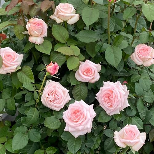 semillas de rosal - balcón, regalos de jardín para mujeres, rosal de perennes resistentes, balcón resistentes, 80pcs
