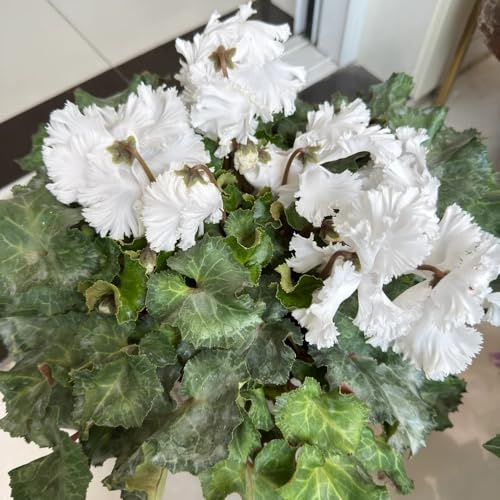 ciclamino Decorazioni per giardini esterni, semi di ciclamino decorazione floreale organica perto decorativo in 60semi