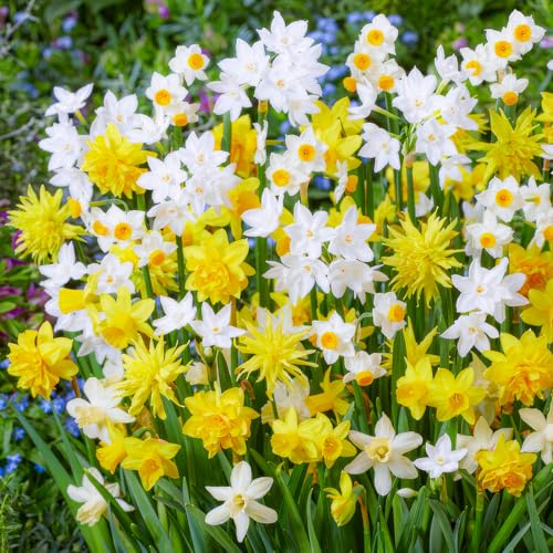 FLORIUM - Narcisos bulbos colección Spectrum (25 bulbos), fragantes campanas de Pascua mezcla de Holanda, variedades de flores perennes y resistentes para jardines y jardineras. (sin semillas)
