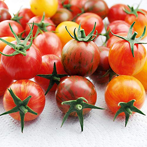 Suttons Tomato Seeds - Artisan Bumble Bee Mix, Tomato Seeds, Lycopersicon esculentum, 10 Seeds per Pack, Grow Your own, Ideal for containers, beds and Boarders and Greenhouse