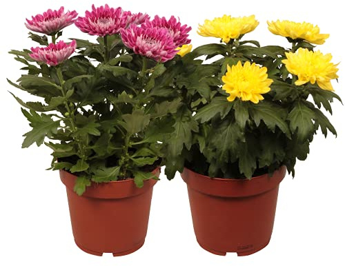 DECOALIVE Set de Dos Margaritas con Flor Plantas Naturales de Interior y Exterior 8436601573179