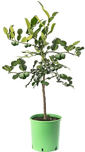 Assorted Indoor Citrus Trees Collection Lemon, Lime, Orange, Grapefruit, Kumquat (Kaffir Lime (2-3ft))