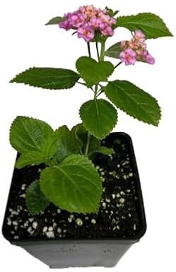 Lantana Rastrera Planta Tapizante de Belleza Natural