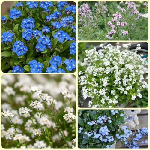 Vergissmeinnicht, bodendecker Myosotis Sylvatica, balkonpflanzen blumensamen mehrjährig winterhart gartenpflanzen 1000Samen