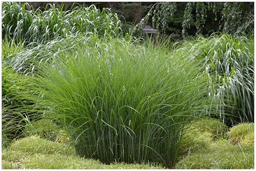 Stauden Gänge 1 x Miscanthus sinensis 'Gracillimus' Chinaschilf winterhart | Hohes Ziergras für Sonne, Blüte September bis Oktober, mehrjährig, 1 L Topf (11x11 cm)