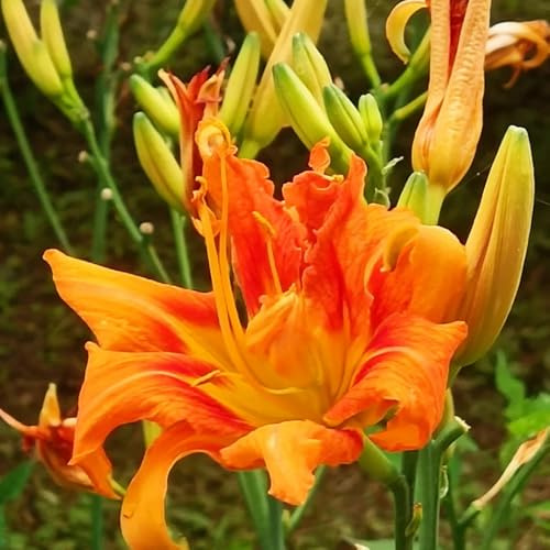 taglilien, kletterpflanzen winterhart, bio kräuterpflanzen, blumenwiese frühlingsblume 150samen