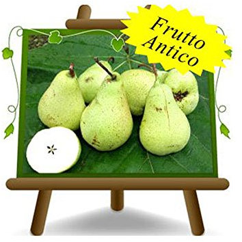 poirier poires bouteille plante fruitière vieux plante fruitière sur un pot de 20 max 170 cm - 2 ans