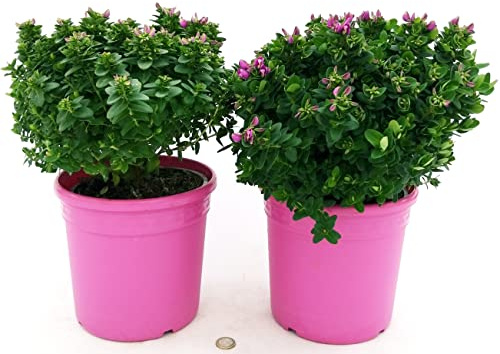POWERS TO FLOWERS - POLYGALA NANA BABY PINK XL, 2 PIANTE, VASO 17 CM DIAMETRO, piante vere