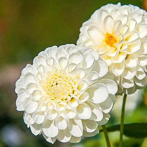 1 x Dahlia Pompon Snowflake – Pristine White Snowball Blooms – Summer Flowering Bulb – Excellent for Cut Flowers – Perennials – for Your Beautiful Garden