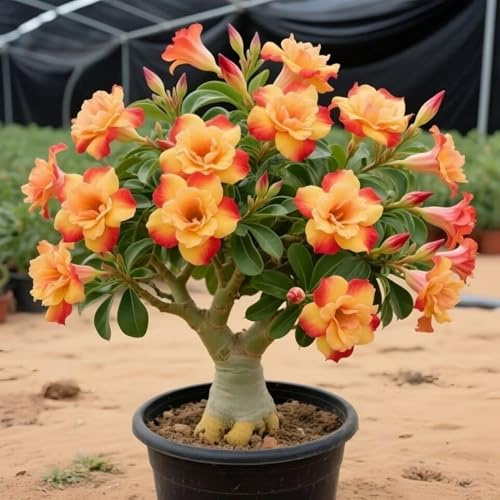 Naturale Rizoma Di Rosa Del Deserto, Resistenti Al Freddo E Alla Siccità, Facile Da Coltivare, Splendide esposizioni in giardino-1 Rizoma-B