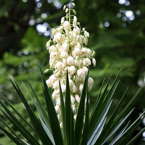 60 graines de fleurs de yucca blanches