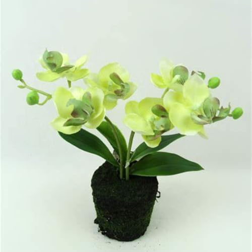 Cymbidium Orchid bulbi,Orchidea del cymbidium,Ambiente paesaggistico,perenni,Decorazione del giardino,cymbidium pianta(Non Fiori artificiali,senza semi)-3 bulbi-H