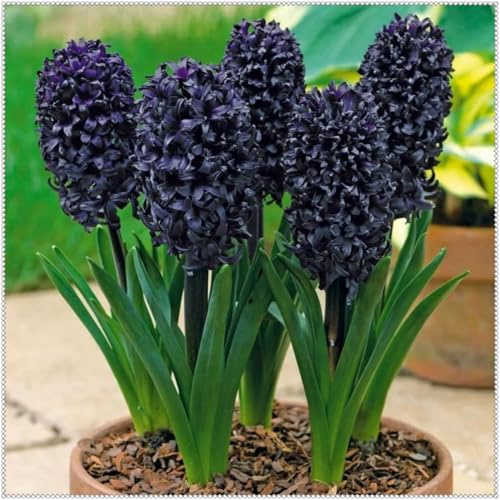 Tubérculos de Jacinto Resistentes- Jacinto Perenne- Fácil de Cultivar- Rizomas de Jardín Seleccionados- Prospera en Macetas-8 Rizomas-E