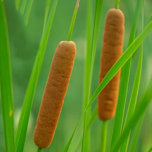 semi di tifa nana, typha latifolia, medicinali, giardino tappezzanti di tifa, decorazioni da giardino per esterno 125pcs