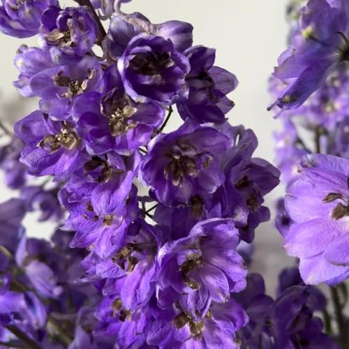 semi di delphinium, delphinium ornamentali decorazione resistenti di recisi to perenni primaverile, 250pcs