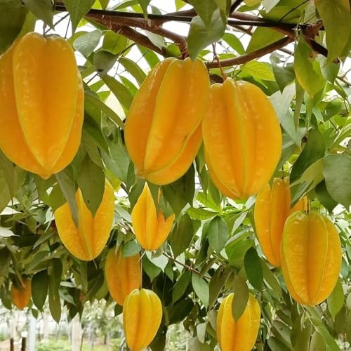 semillas de carambola - balcón perenne resistente enanos bancal elevado 200pcs