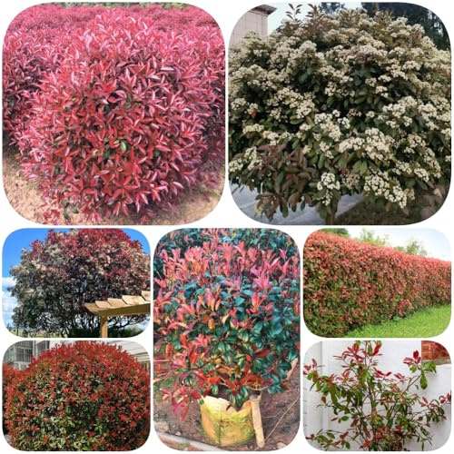 Semi di Photinia Red Robin semi di ornamentali biologiche esotico raro vecchie varietà per giardinieri resistenti per giardini rocciosi i luoghi 500pcs