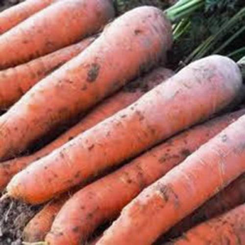 Carota, SCARLET NANTES, Heirloom, ORGANICI 50+ SEMI, CAROTA gustoso per SNACK
